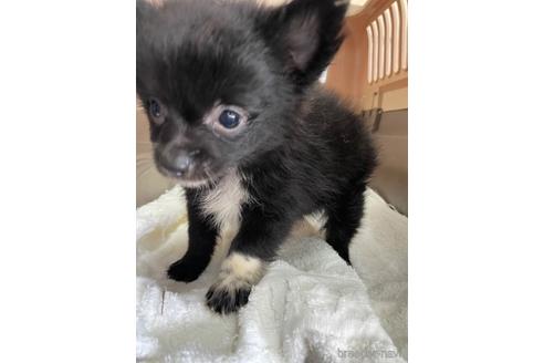 成約済の愛媛県のポメチワ:ポメラニアン×チワワ-190014の4枚目
