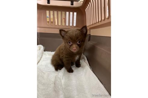 成約済の愛媛県のポメチワ:ポメラニアン×チワワ-190016の2枚目