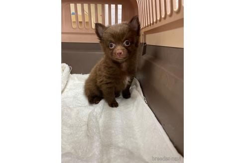 成約済の愛媛県のポメチワ:ポメラニアン×チワワ-190016