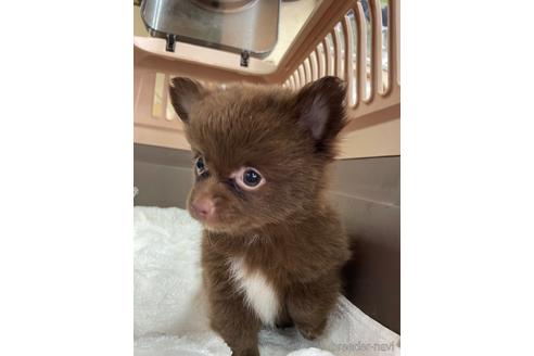 成約済の愛媛県のチワワ(ロングコート)-190017