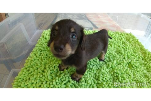 成約済の愛知県のミニチュアダックスフンド(ロングヘアード)-185712