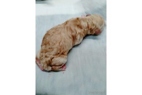 成約済の埼玉県のマルプー:マルチーズ×トイプードル-190032の13枚目