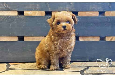 成約済の愛知県のティーカッププードル-190034の8枚目