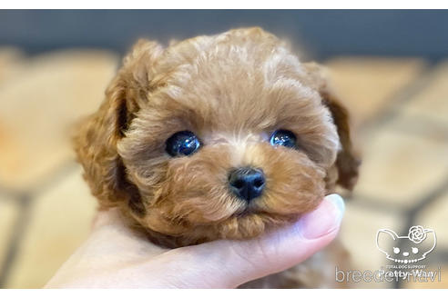 成約済の愛知県のティーカッププードル-190034の9枚目