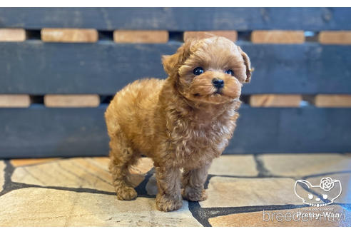 成約済の愛知県のティーカッププードル-190034の10枚目