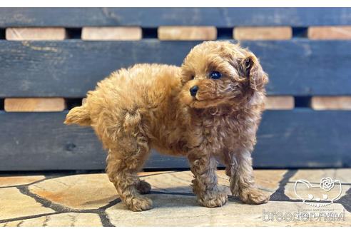 成約済の愛知県のティーカッププードル-190034の11枚目