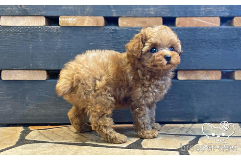 成約済の愛知県のティーカッププードル-190034の12枚目