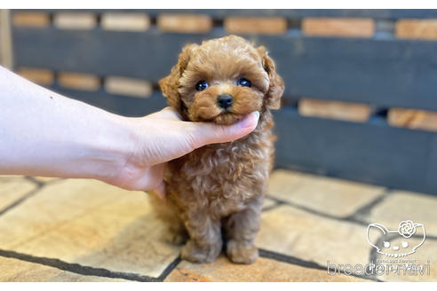 成約済の愛知県のティーカッププードル-190034の13枚目