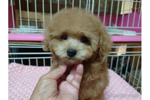 成約済の広島県のティーカッププードル-187303の13枚目