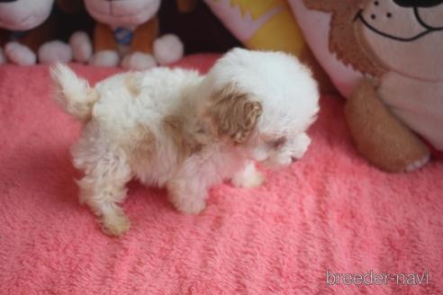 成約済の奈良県のトイプードル-190048の4枚目