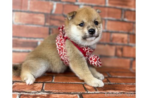 成約済の福岡県の豆柴-190049の12枚目