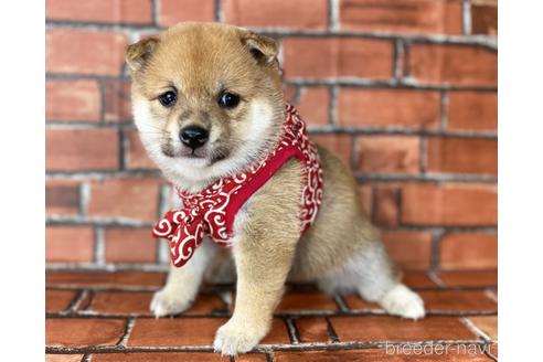 成約済の福岡県の豆柴-190049の18枚目