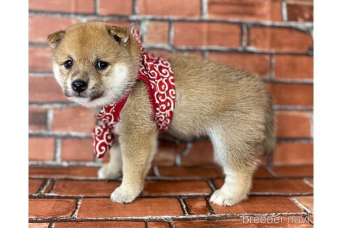 成約済の福岡県の豆柴-190049の17枚目