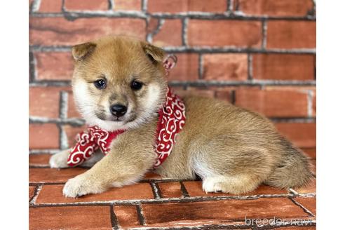 成約済の福岡県の豆柴-190049の16枚目