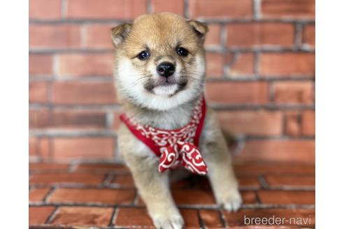 成約済の福岡県の豆柴-190049の15枚目