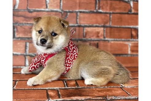 成約済の福岡県の豆柴-190049の14枚目