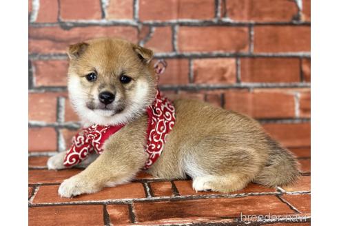 成約済の福岡県の豆柴-190049の13枚目