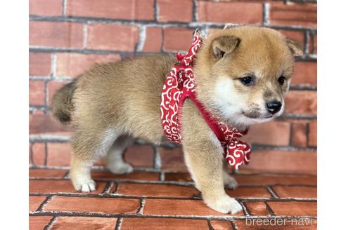 成約済の福岡県の豆柴-190049の11枚目