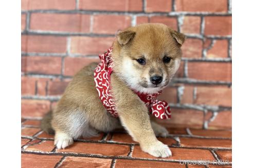 成約済の福岡県の豆柴-190049の10枚目