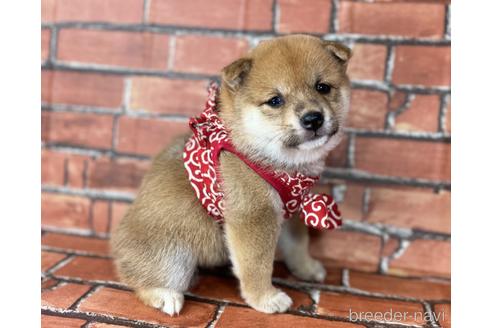 成約済の福岡県の豆柴-190049の9枚目