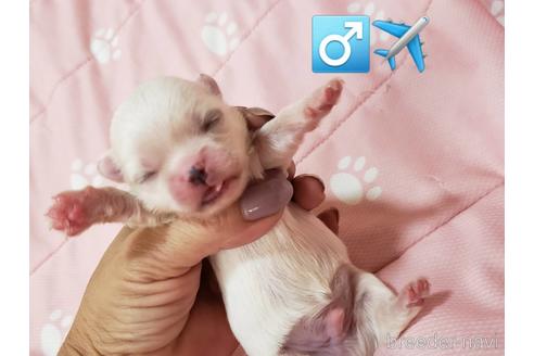成約済の広島県のミックス犬-190055の3枚目