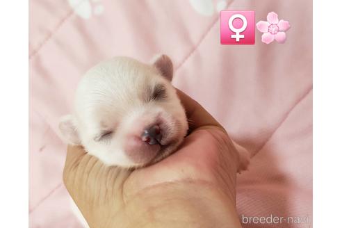 成約済の広島県のミックス犬-190058の3枚目