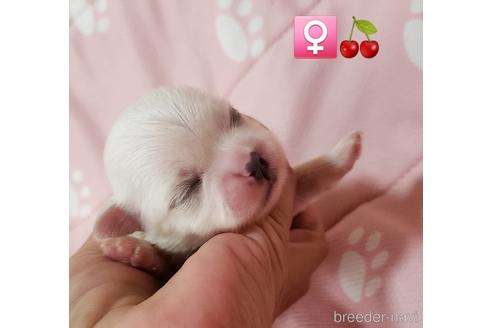 成約済の広島県のミックス犬-190059の3枚目
