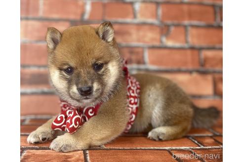 成約済の福岡県の豆柴-190069の6枚目