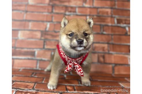 成約済の福岡県の豆柴-190069の7枚目