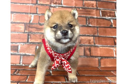 成約済の福岡県の豆柴-190069の8枚目