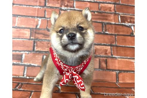 成約済の福岡県の豆柴-190069の9枚目