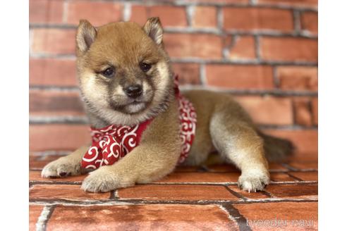 成約済の福岡県の豆柴-190069の10枚目