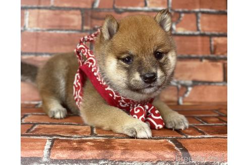 成約済の福岡県の豆柴-190069の4枚目