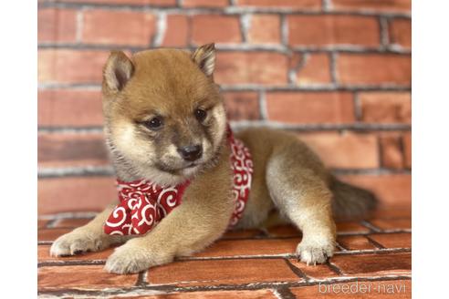 成約済の福岡県の豆柴-190069の5枚目