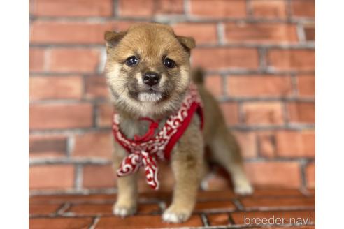 成約済の福岡県の豆柴-190073の12枚目