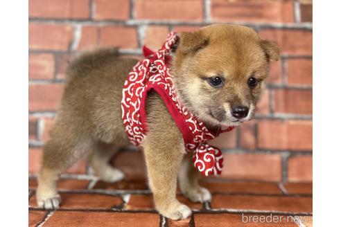 成約済の福岡県の豆柴-190073の19枚目