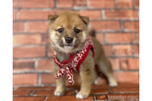 成約済の福岡県の豆柴-190073の18枚目