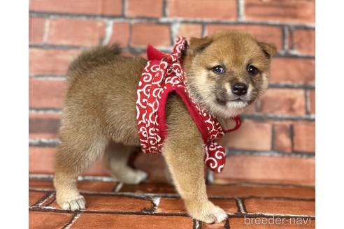 成約済の福岡県の豆柴-190073の17枚目