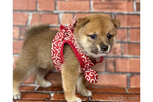 成約済の福岡県の豆柴-190073の16枚目