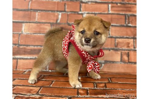 成約済の福岡県の豆柴-190073の15枚目