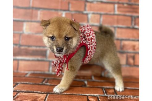 成約済の福岡県の豆柴-190073の14枚目