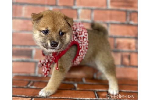 成約済の福岡県の豆柴-190073の13枚目
