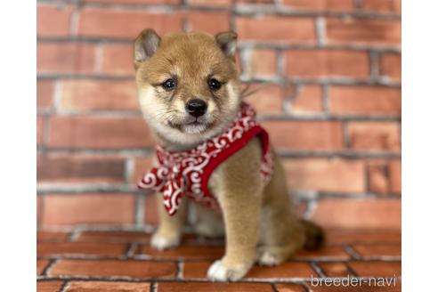 成約済の福岡県の豆柴-190074の17枚目