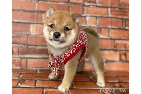 成約済の福岡県の豆柴-190074の18枚目