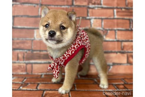 成約済の福岡県の豆柴-190074の16枚目