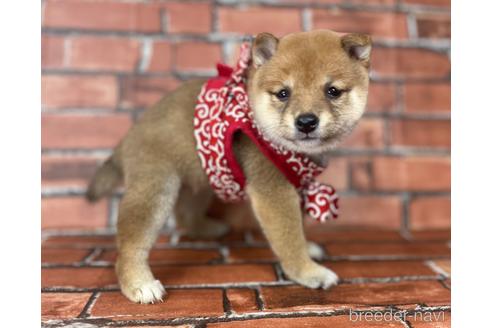 成約済の福岡県の豆柴-190074の15枚目