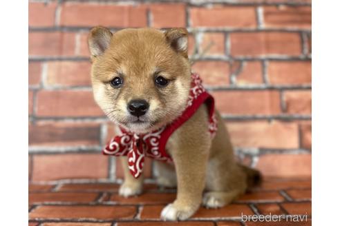 成約済の福岡県の豆柴-190074の14枚目