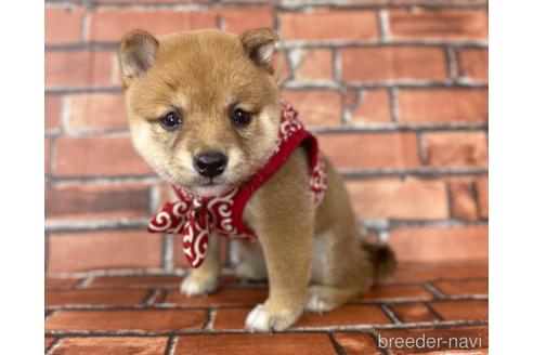 成約済の福岡県の豆柴-190074の13枚目