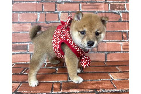 成約済の福岡県の豆柴-190074の12枚目