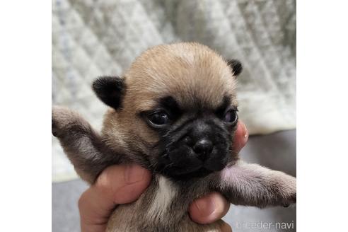 成約済の岡山県のミックス犬-190093の6枚目